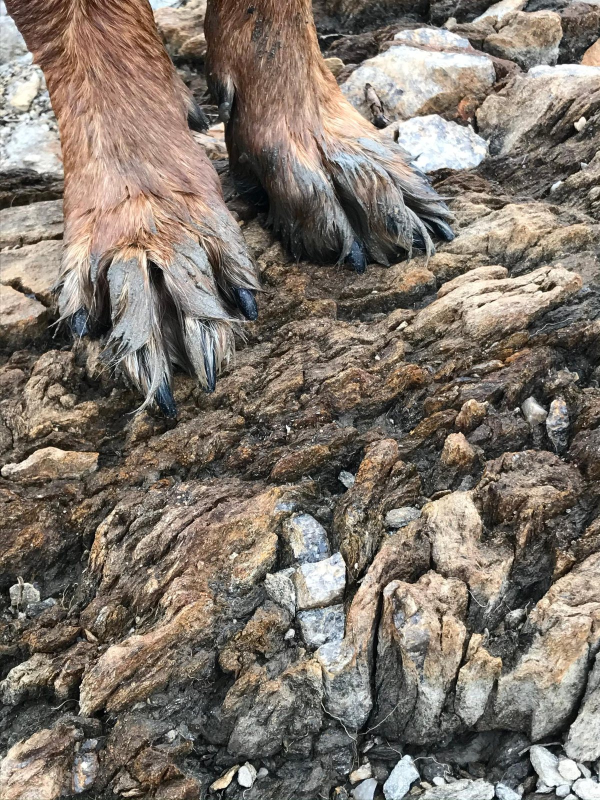 Gros plan sur les pattes d’un chien posées sur une roche brune et striée.